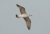 Caspian Gull at Westcliff Seafront (Steve Arlow) (16980 bytes)